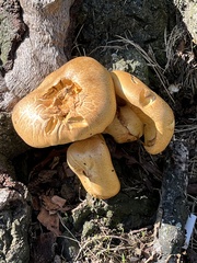 Gymnopilus junonius