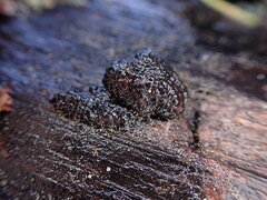 Jackrogersella multiformis