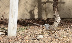 Zonotrichia leucophrys