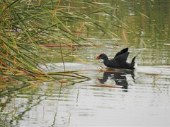 Porphyrio porphyrio