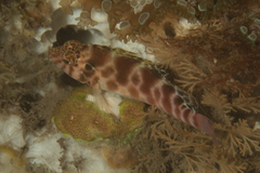 Cirrhitichthys aprinus