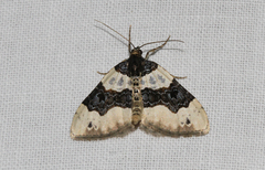 Cosmorhoe ocellata