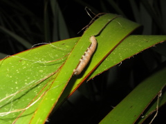 Ichneutica steropastis