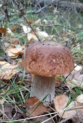 Boletus betulicola