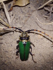 Retrachydes thoracicus