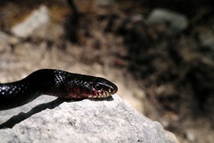 Dolichophis jugularis