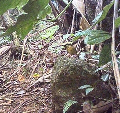 Conopophaga melanops