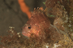 Cyprinocirrhites polyactis