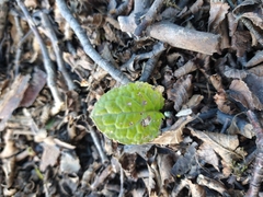 Adenocaulon chilense