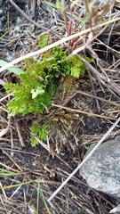 Selaginella pallescens