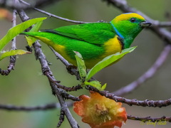 Chlorophonia callophrys
