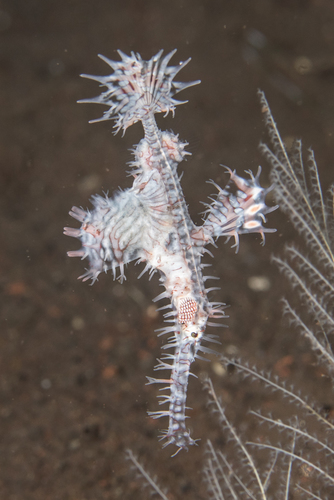 Ornate Ghostpipefish — seen at this dive site
