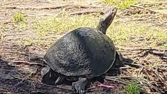 Trachemys grayi grayi