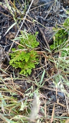 Selaginella pallescens