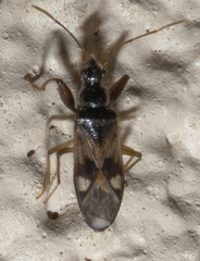 Pseudopamera
