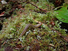 Prophysaon foliolatum
