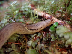 Prophysaon foliolatum