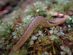 Prophysaon foliolatum