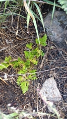 Selaginella pallescens