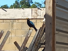 Cyanocorax yucatanicus