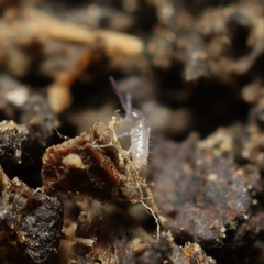 Tomocerinae