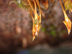 Ulota