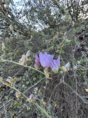 Malacothamnus fasciculatus