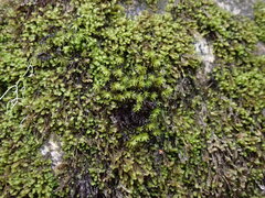 Racomitrium aciculare