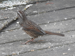 Melospiza melodia