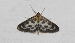Anania hortulata