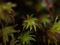 Racomitrium aciculare