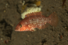 Oxycheilinus bimaculatus