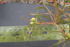 Stillingia texana