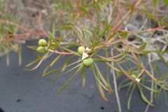 Stillingia texana