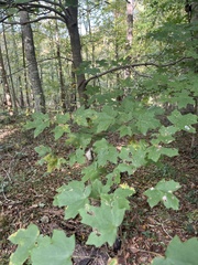 Acer leucoderme