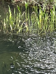 Sagittaria platyphylla