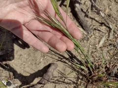 Bromus diandrus