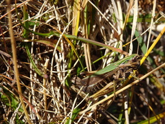 Omocestus viridulus