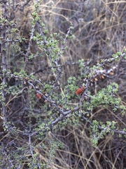 Condalia ericoides