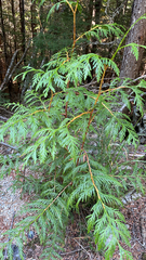 Thuja plicata
