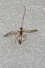 Enicospilus americanus-complex