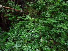 Coptis aspleniifolia