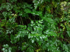 Coptis aspleniifolia