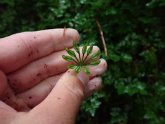 Coptis aspleniifolia