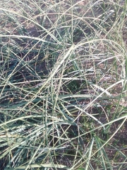 Panicum racemosum
