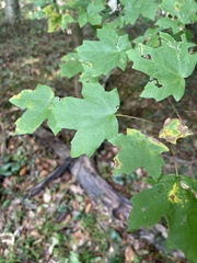 Acer leucoderme