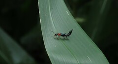 Paederus signaticornis