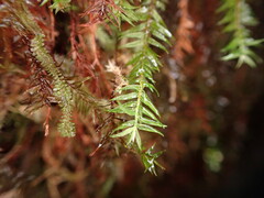 Bartramiopsis lescurii