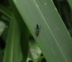 Paederus signaticornis