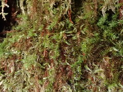 Bartramiopsis lescurii